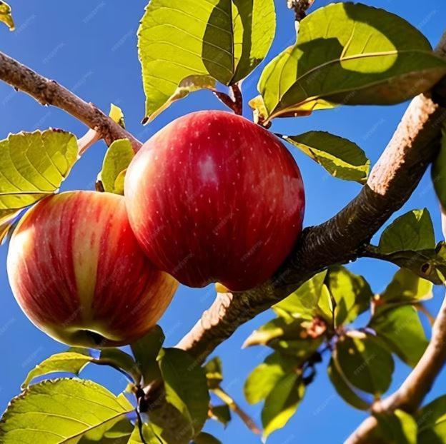 De Appelhoeve Terschuur Ngoại thất bức ảnh
